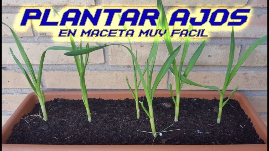 Cómo plantar ajo brotado para obtener una cosecha abundante