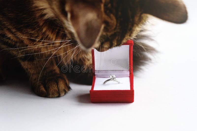 anillo de gato en fondo elegante