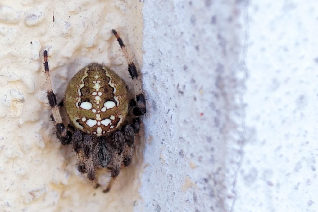 Qué significa tener una araña con puntos blancos en casa