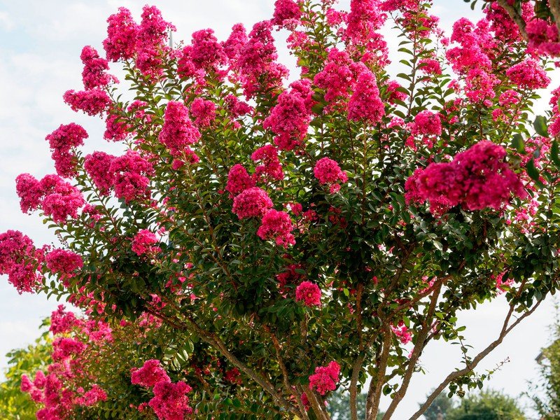 Qué tipo de árbol tiene flores fucsias y cómo cuidarlo