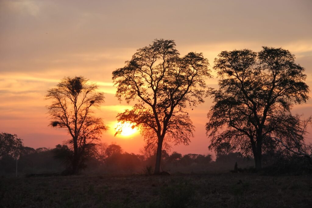 Qué beneficios y propiedades tiene el árbol de palo santo