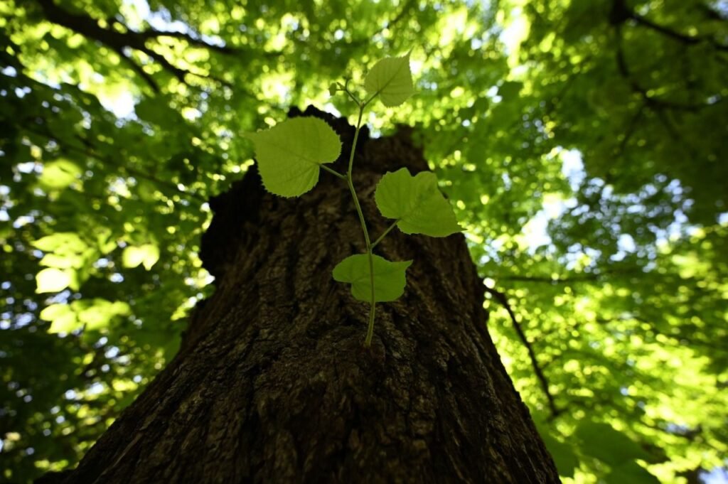Cuáles son las diferencias entre el árbol de tilo macho y hembra