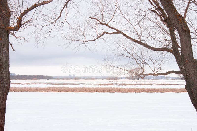 Por qué el árbol que no tenía hojas es un símbolo de resiliencia
