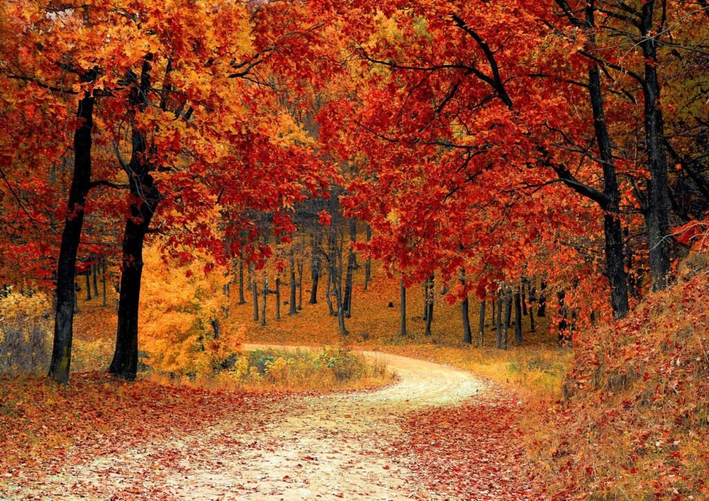 Qué es el otoño y cómo explicarlo a los niños de manera sencilla 1 arboles con hojas de colores en otono
