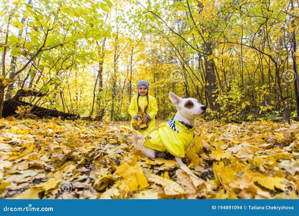 Cómo cuidar a un bebé Jack Russell Terrier de manera adecuada