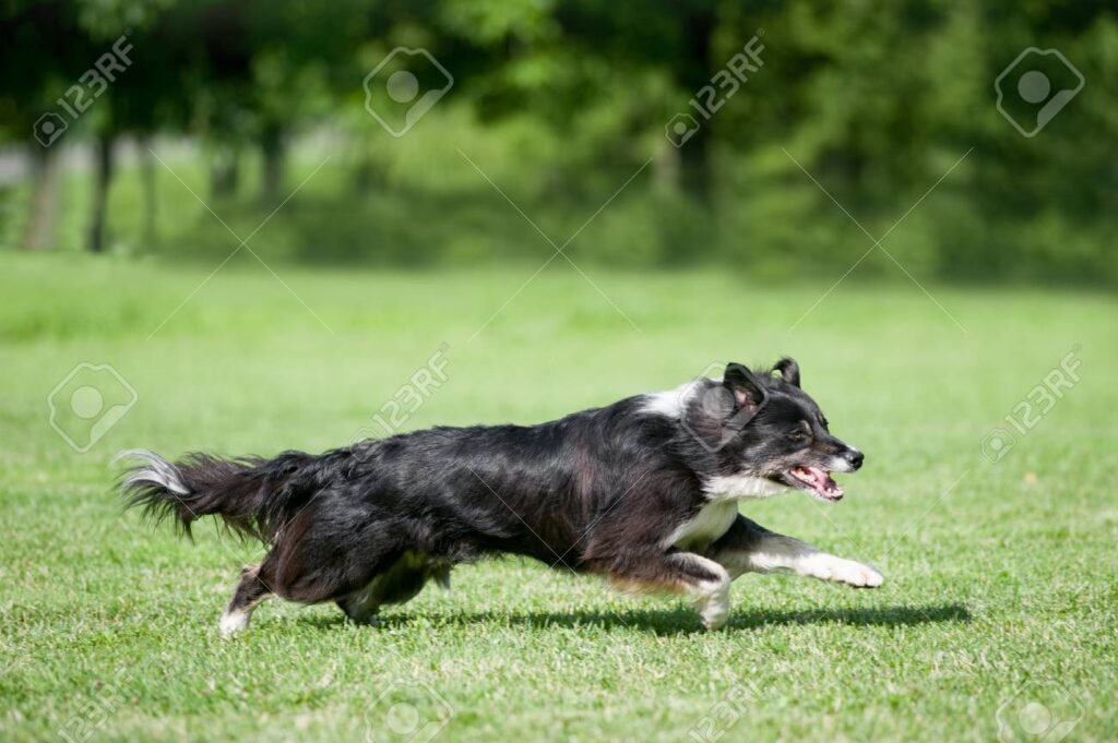Qué características y cuidados son esenciales para el Border Collie
