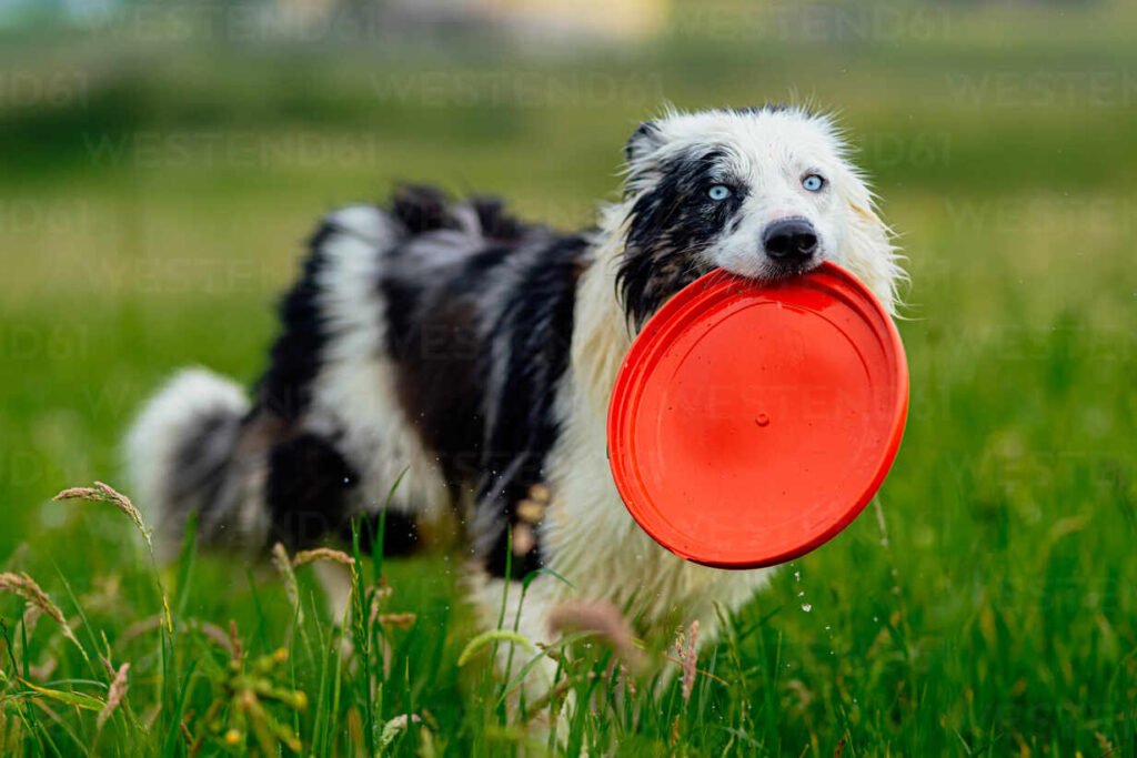 Es el Border Collie de pelo corto una buena opción como mascota