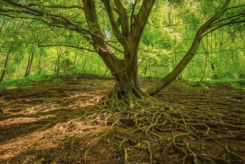 bosque con un haya majestuosa