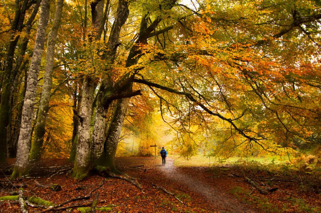 Qué Son las Hayas de haber pasado y Cuál es su Significado