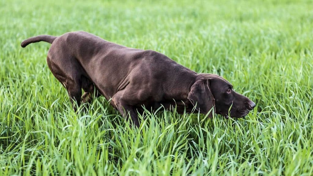 Qué características y cuidados tiene el Braco Alemán de pelo largo 1 braco aleman corriendo en un campo verde