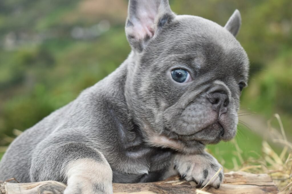 bulldog frances gris con ojos azules