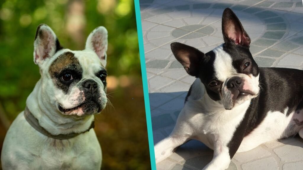 Bulldog Francés o Boston Terrier: cuál es la mejor raza para ti