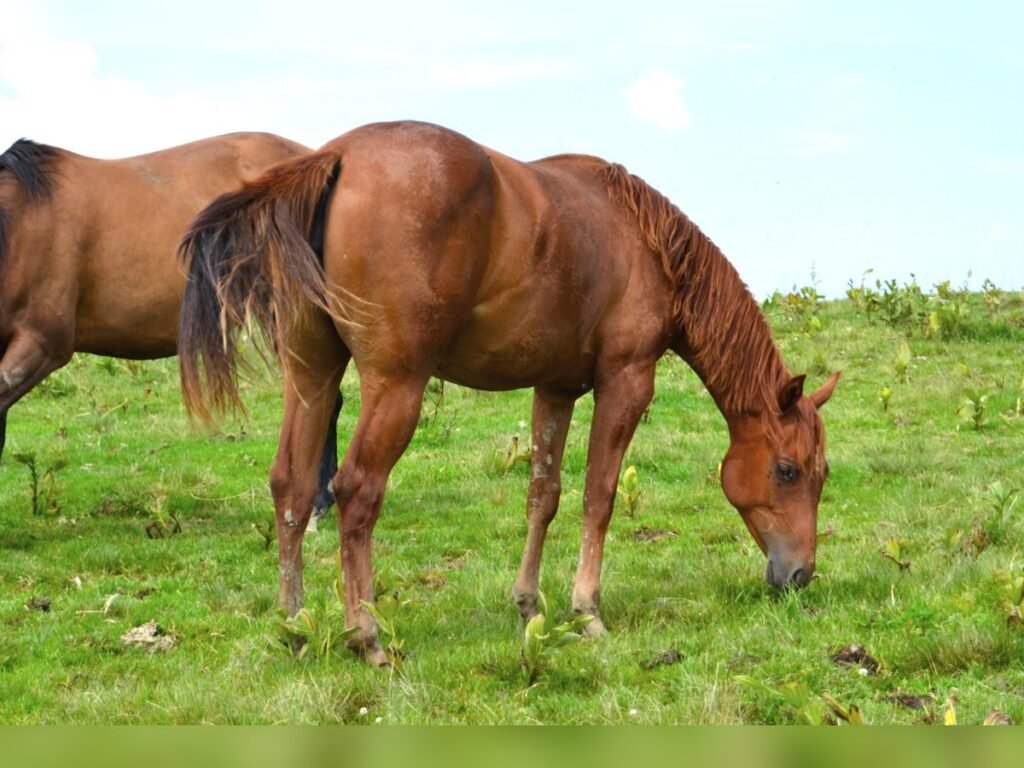 Qué características y cuidados necesitan los caballos cuarto de milla 1 caballo cuarto de milla en pasto verde