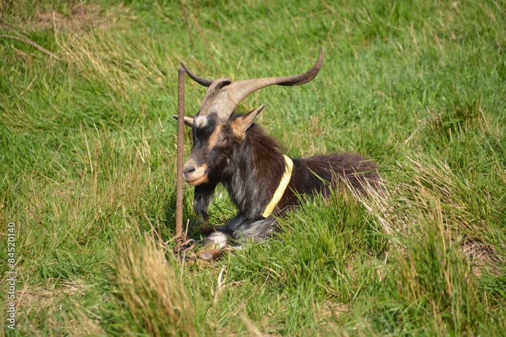 Qué significado y características tiene el año de la cabra en el horóscopo chino 3 Qué significado y características tiene el año de la cabra en el horóscopo chino