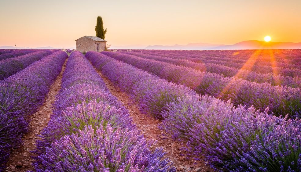 Dónde se encuentran los campos de lavanda más hermosos en Francia