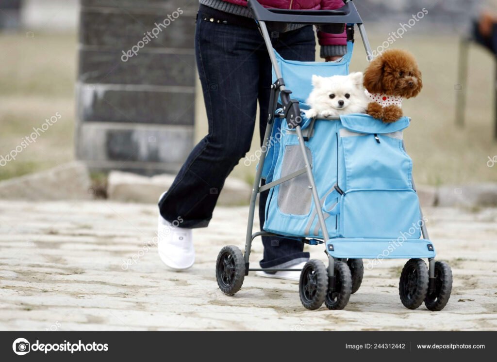 Dónde comprar un carrito de PVC para perros cómodo y seguro 7 Dónde comprar un carrito de PVC para perros cómodo y seguro
