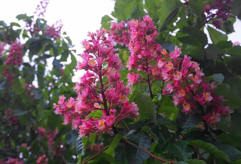 Es beneficiosa la cáscara de nuez para las plantas en el jardín 5 Es beneficiosa la cáscara de nuez para las plantas en el jardín