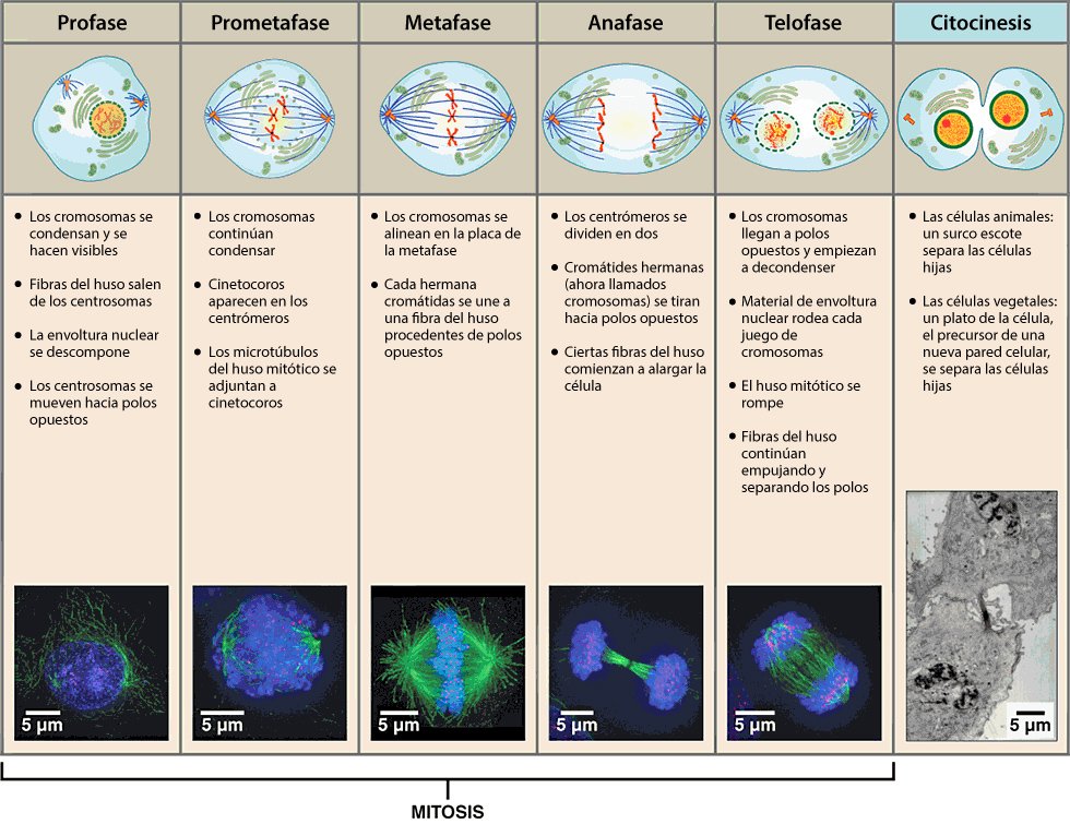 Qué son la mitosis y la meiosis y cuáles son sus diferencias