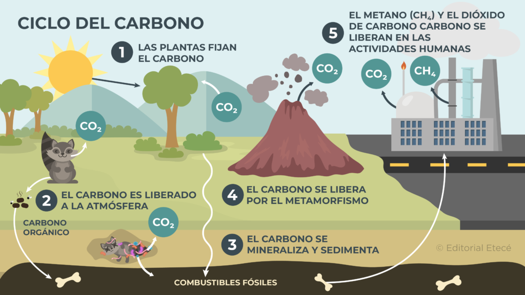 Qué es el ciclo bioquímico del carbono y cómo influye en el ecosistema