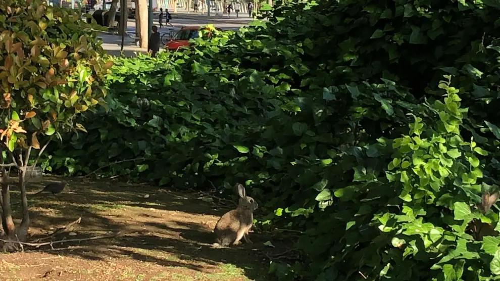 Cuál es el papel del conejo en “La vida secreta de tus mascotas”