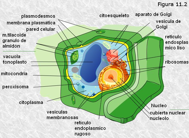 diagrama de partes de una celula