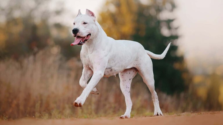 Qué imágenes impresionantes puedes encontrar del Dogo Argentino 28 dogo argentino en un paisaje natural