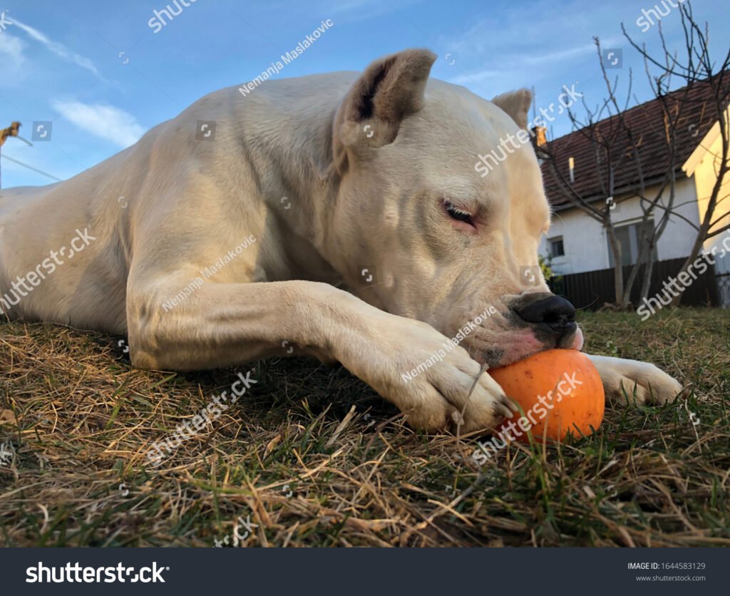 Cuál es la mejor comida para un cachorro de Dogo Argentino 7 Cuál es la mejor comida para un cachorro de Dogo Argentino