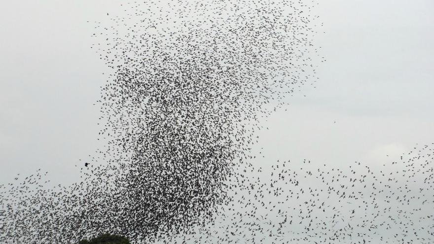Cómo se logra cazar dos pájaros a tiro en una sola acción 4 Cómo se logra cazar dos pájaros a tiro en una sola acción