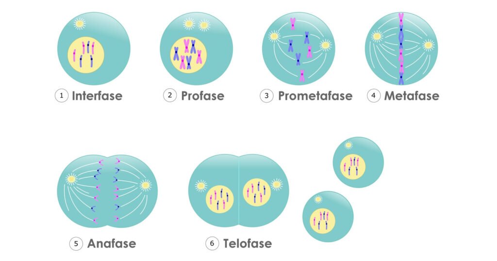 Qué son la profase, metafase, anafase y telofase en mitosis