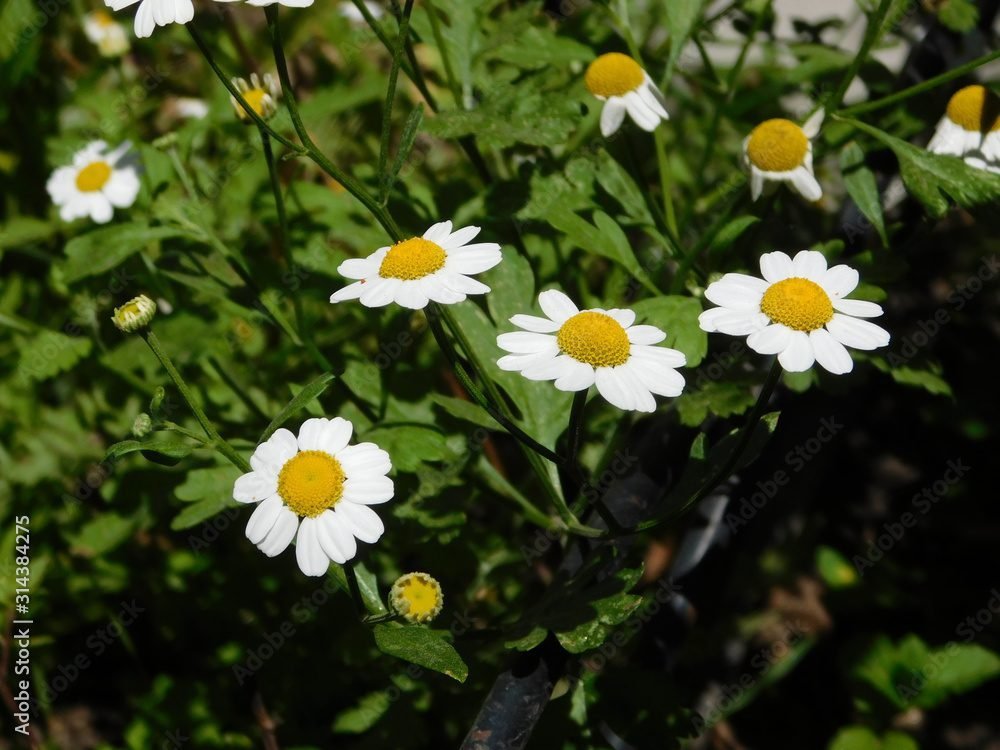 Qué flor se parece a la margarita y cómo identificarla
