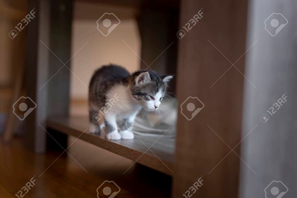 Cómo cuidar a un gato de dos meses en su nuevo hogar