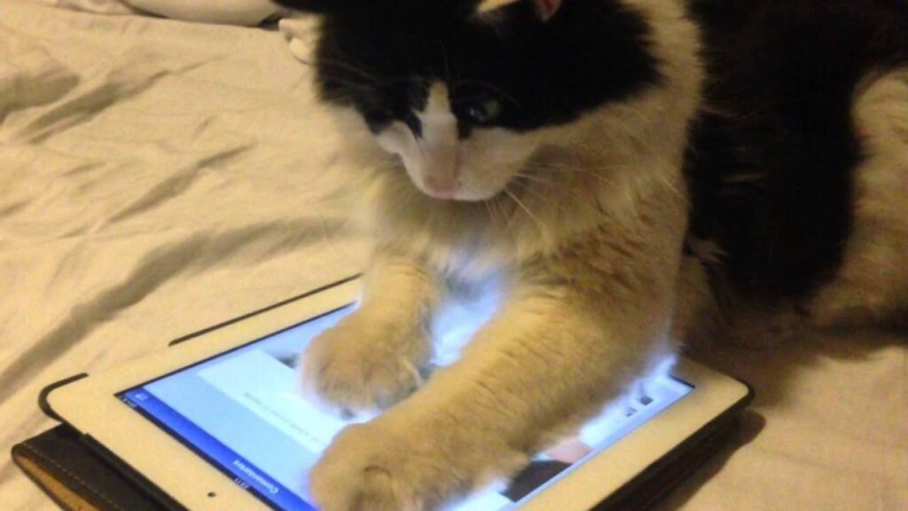 Cómo jugar Pet Rescue Saga en Facebook y obtener más puntos 4 Cómo jugar Pet Rescue Saga en Facebook y obtener más puntos