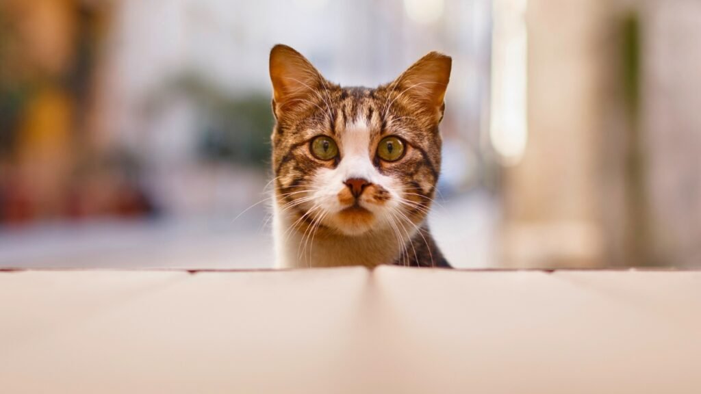 Por qué se dice que los gatos no bailan en la cultura popular