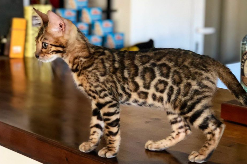 Existen gatos que se asemejan a los leopardos en apariencia