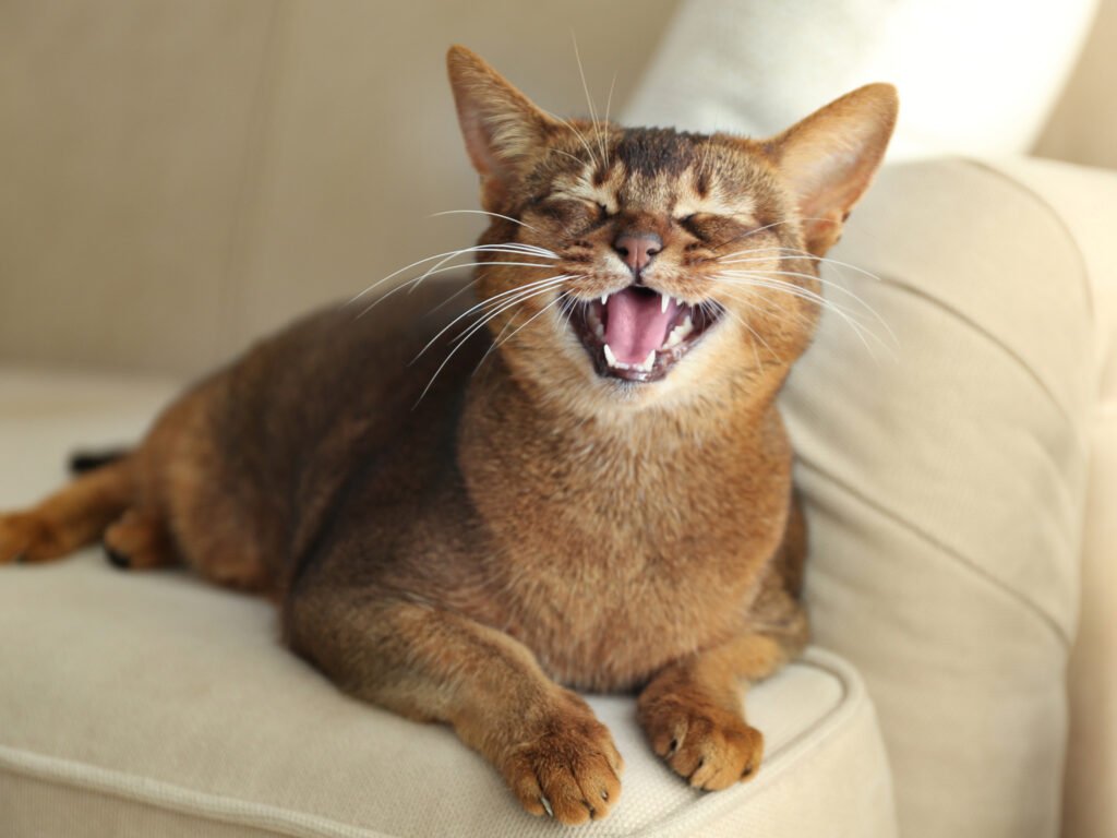 Por qué mi gato maulla mucho y fuerte Causas y soluciones 3 Por qué mi gato maulla mucho y fuerte Causas y soluciones