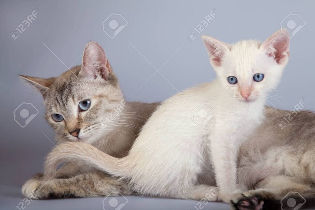 Qué características tienen los gatos siameses tabby point
