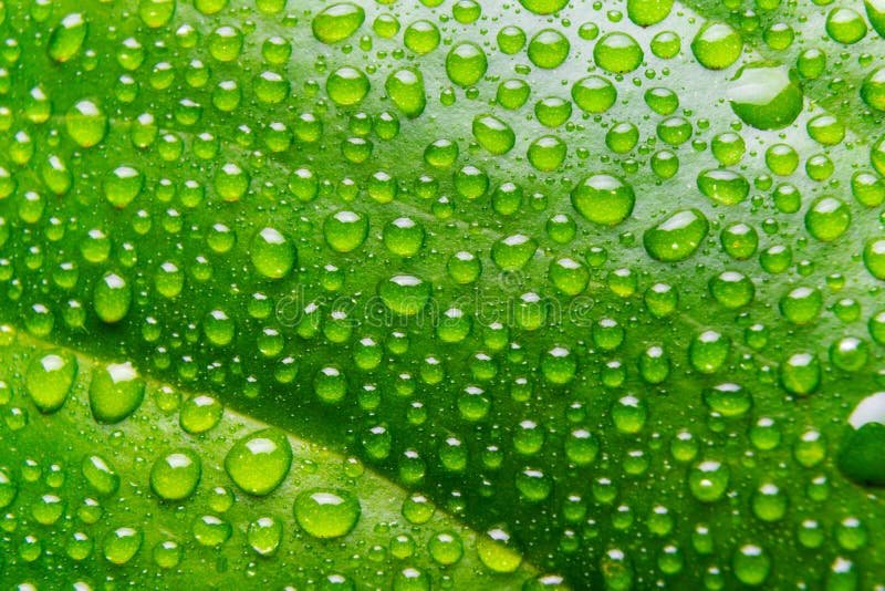 gotas de lluvia sobre hojas verdes