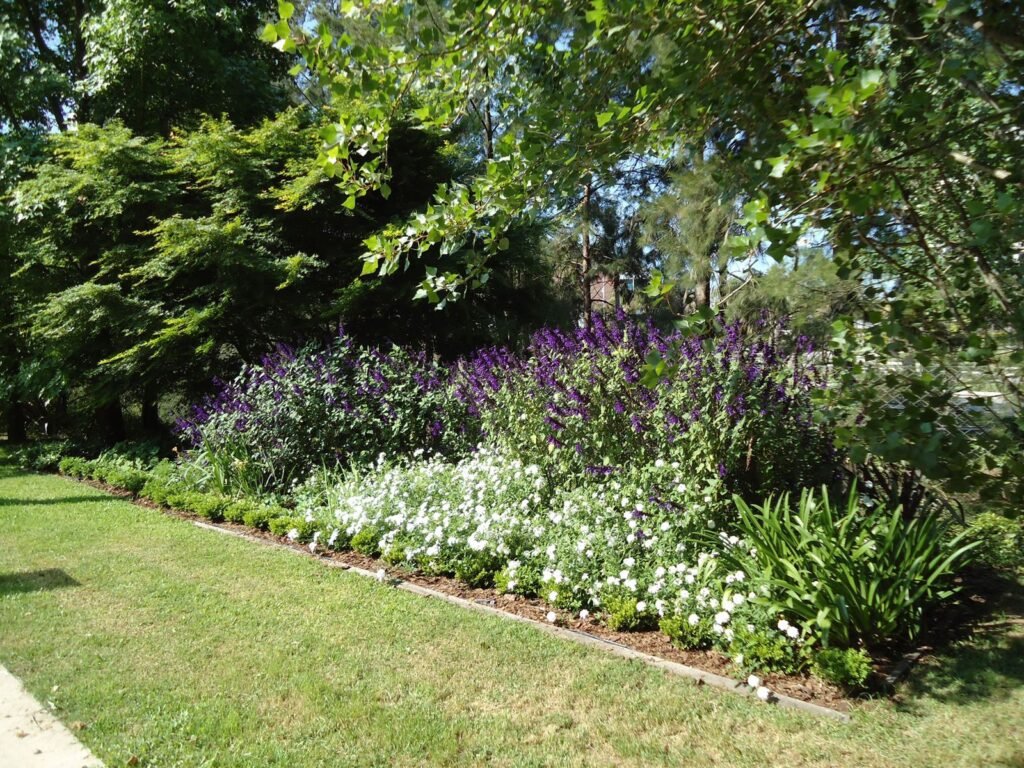 Qué hierbas, arbustos y árboles son ideales para tu jardín en Argentina