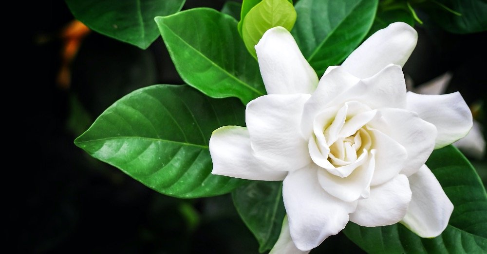 El jazmín es un árbol o un arbusto en el jardín