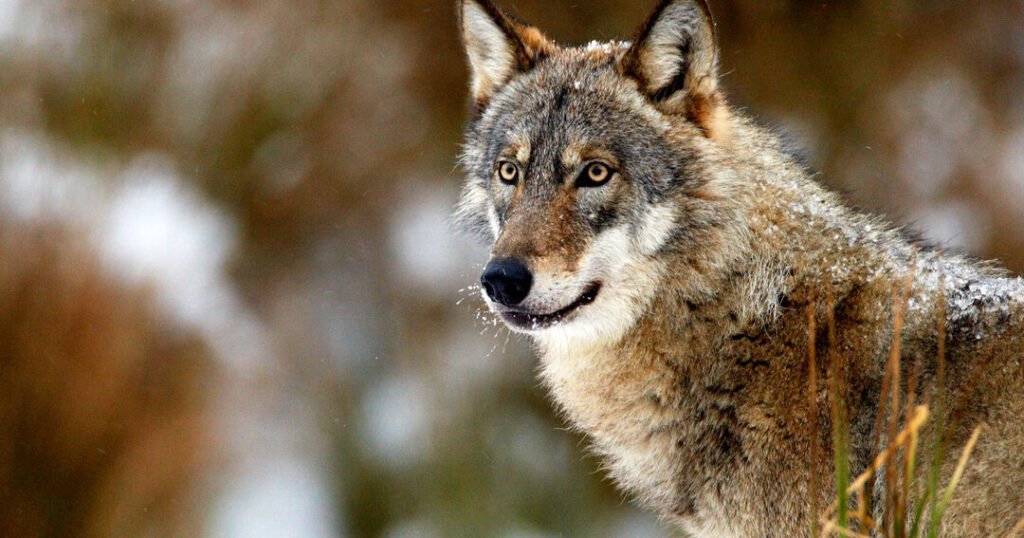 Por qué los lobos pueden crecer tanto y cuál es su tamaño máximo 8 Por qué los lobos pueden crecer tanto y cuál es su tamaño máximo