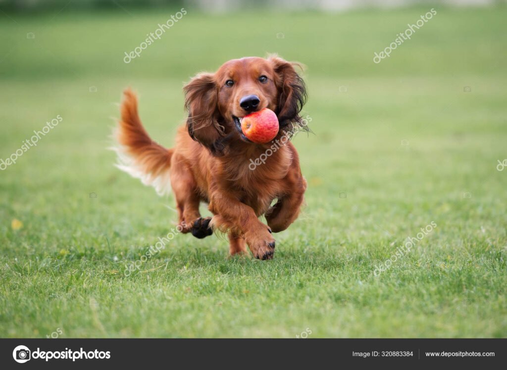 Dónde puedo encontrar un mini perro salchicha bebé para adoptar