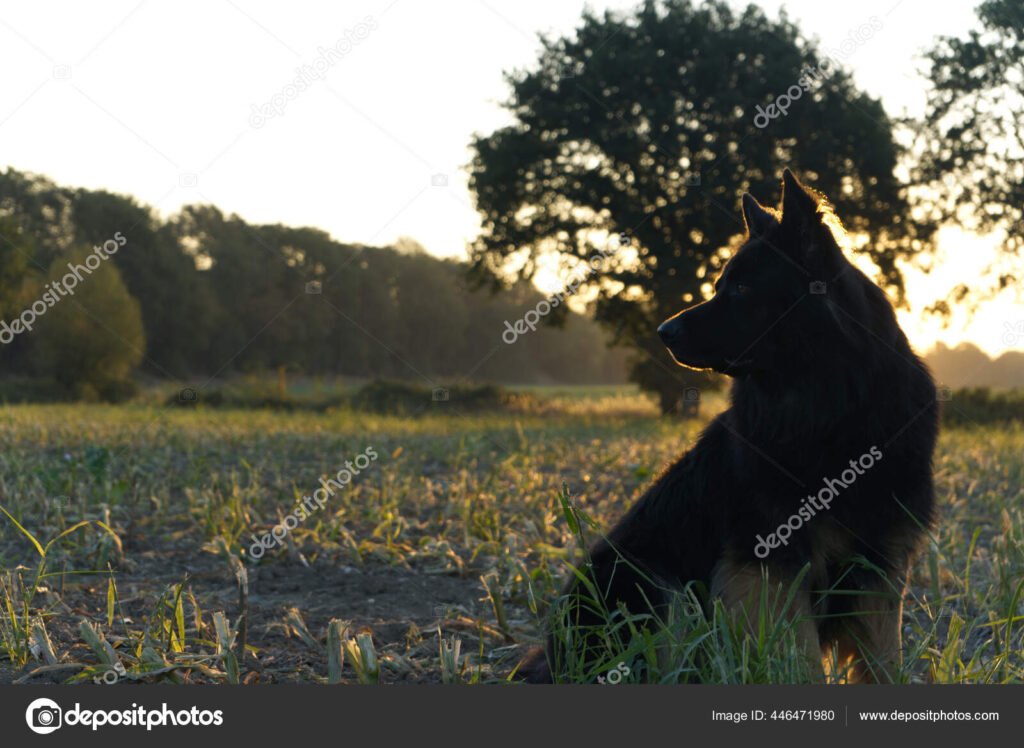 pastor aleman negro posando majestuoso