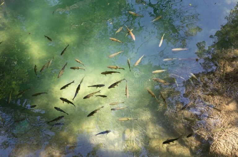 peces nadando en un rio tranquilo