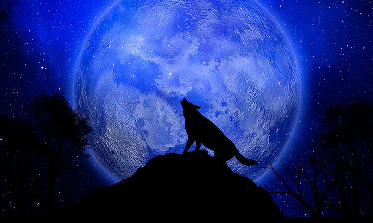 Por qué los perros aullan de noche y qué significa este comportamiento