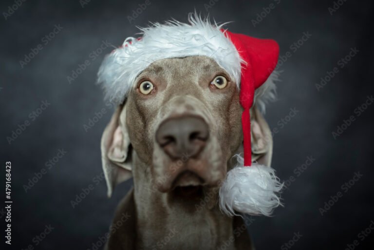 Dónde encontrar gorros de Papá Noel para perros de forma online 29 perro con gorro de papa noel