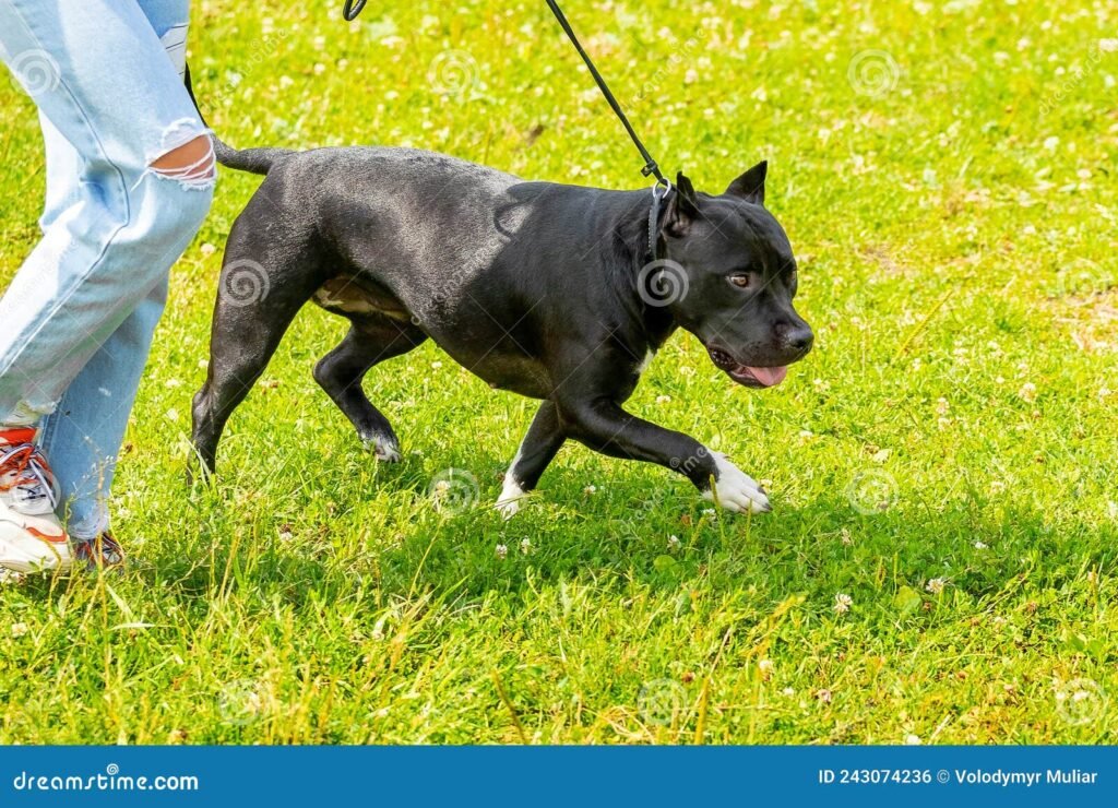 perro de piel negra en un parque