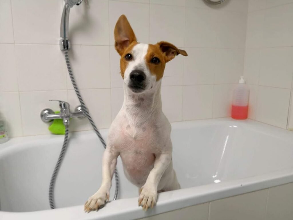 Cómo hacer un baño y peluquería canina en casa