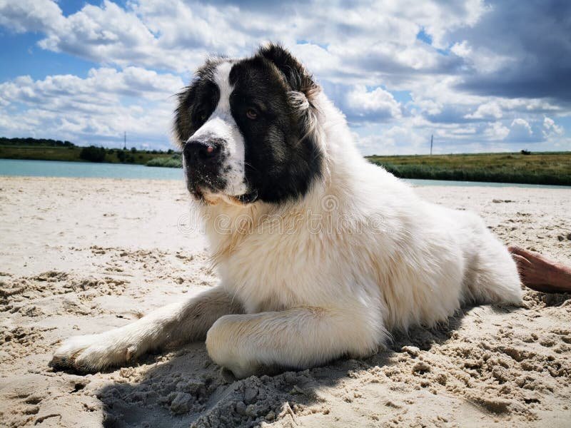 Qué características tiene el perro pastor de Asia Central