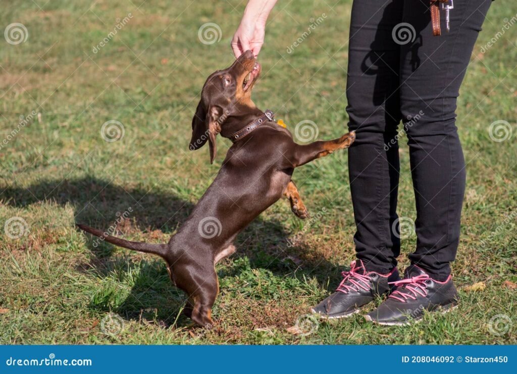 Qué razas se pueden obtener al cruzar un perro salchicha 8 Qué razas se pueden obtener al cruzar un perro salchicha