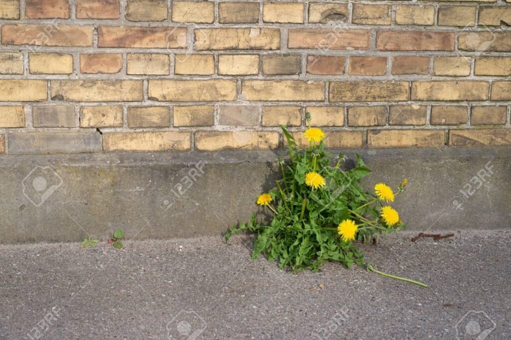 Qué es la piedra diente de león y cuáles son sus usos y propiedades 7 Qué es la piedra diente de león y cuáles son sus usos y propiedades